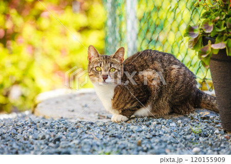 cat enjoying himself outdoor cat enjoying himself outdoor 120155909