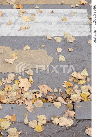 outdated road markings and broken asphalt. pedestrian crossing top view. autumn leaves 120155966