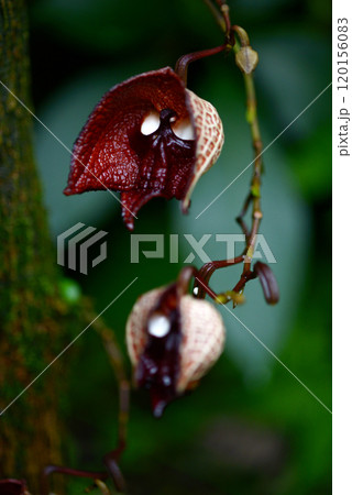 アリストロキア・サルバドレンシス 120156083