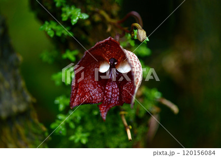 アリストロキア・サルバドレンシス 120156084