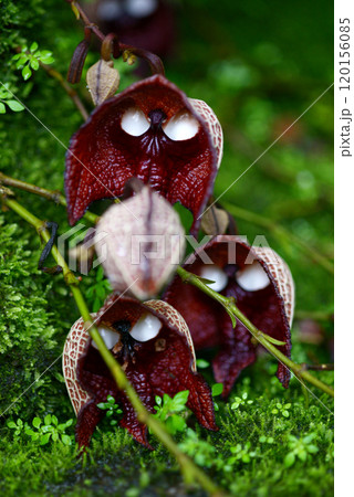 アリストロキア・サルバドレンシス 120156085