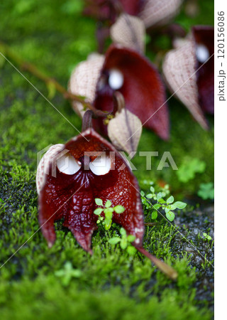 アリストロキア・サルバドレンシス アリストロキア・サルバドレンシス 120156086