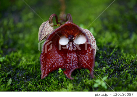 アリストロキア・サルバドレンシス 120156087