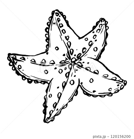 Starfish sketch vector. A black and white illustration underwater sea animals. Monochrome Outline marine star painted by black inks. Hand drawn Graphic line art of sea life 120156200