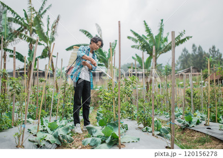 A Young Gardener is Carefully Tending to Various Vegetables in a Lush, Green Garden A Young Gardener is Carefully Tending to Various Vegetables in a Lush, Green Garden 120156278