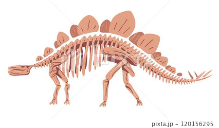 Stegosaurus skeleton on white background 120156295