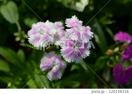 ナデシコ 120156316