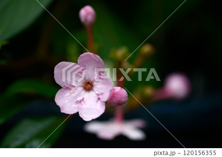 ルクリア・ココ 120156355