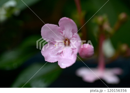 ルクリア・ココ 120156356