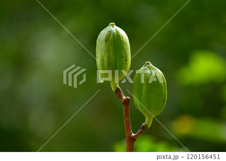 ウバユリの種 120156451