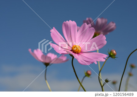 ピンクのコスモス 120156489