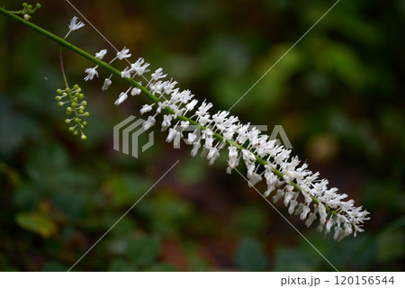 サラシナショウマ サラシナショウマ 120156544