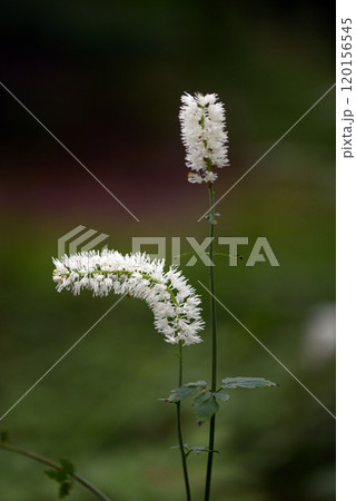 サラシナショウマ 120156545