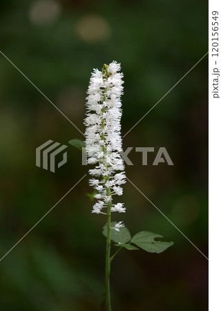 サラシナショウマ 120156549