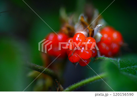 フユイチゴ 120156590