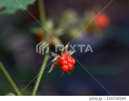 フユイチゴ フユイチゴ 120156594