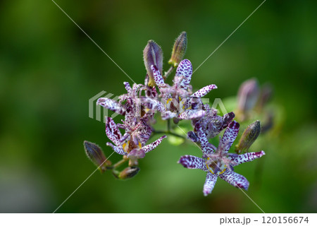 ホトトギス ホトトギス 120156674