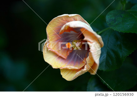 ハイビスカス ハイビスカス 120156930