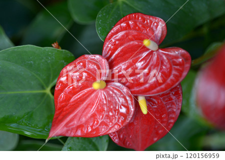 アンスリウム 120156959