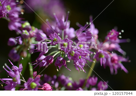 サイシュウヤマラッキョウ 120157044