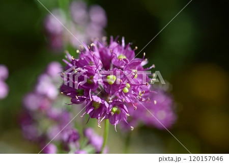 サイシュウヤマラッキョウ 120157046