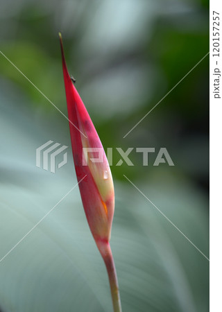 ヘリコニア ヘリコニア 120157257