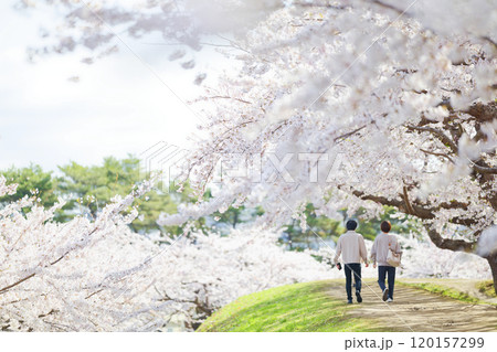 五稜郭公園の桜 五稜郭公園の桜 120157299