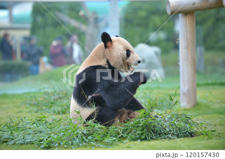 おいしそうに竹を食べる永明 120157430