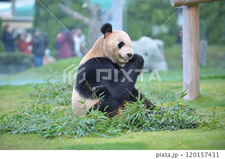 おいしそうに竹を食べる永明 おいしそうに竹を食べる永明 120157431
