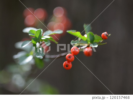 カザンデマリ 120157468