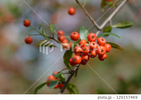 カザンデマリ 120157469