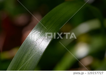 シャガ　葉模様 120157727