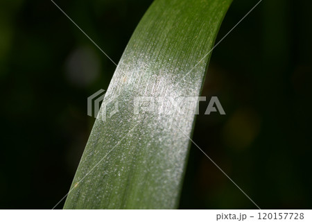 シャガ　葉模様 120157728