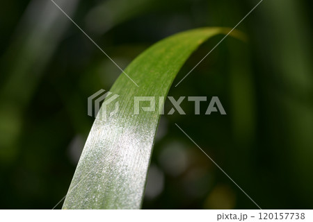 シャガ 葉模様 シャガ 葉模様 120157738