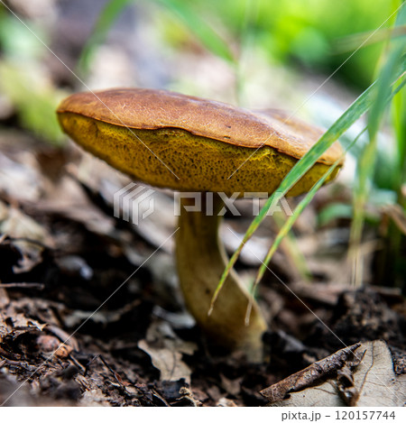 one brown mushroom growing in dry leaves covered forest. 120157744