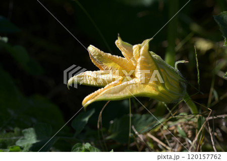 シロウリの花 120157762