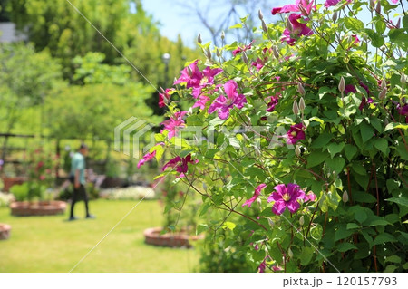 クレマチスの花 リメンブランス クレマチスの花 リメンブランス 120157793