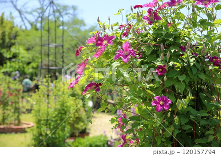 クレマチスの花 リメンブランス クレマチスの花 リメンブランス 120157794