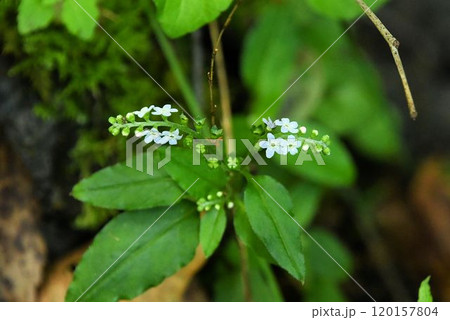 六甲の谷沿いの湿地で見られた小さな淡青色の花が並んだ花序が左右に伸びた姿が綺麗なミズタビラコ 六甲の谷沿いの湿地で見られた小さな淡青色の花が並んだ花序が左右に伸びた姿が綺麗なミズタビラコ 120157804