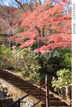 奈良県の紅葉の寺 長谷寺 奈良県の紅葉の寺 長谷寺 120157828