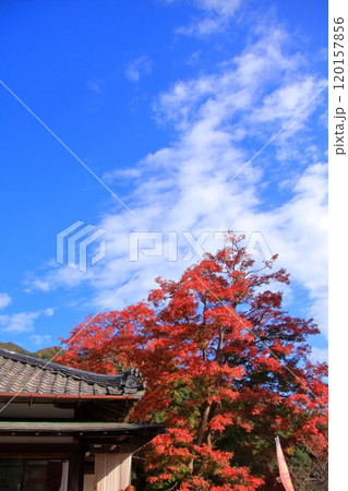 奈良県の紅葉の寺 長谷寺 奈良県の紅葉の寺 長谷寺 120157856