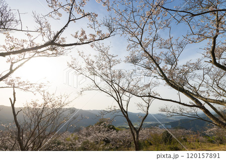 花立公園の桜(宮崎県日南市) 花立公園の桜(宮崎県日南市) 120157891