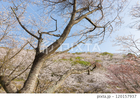 花立公園の桜(宮崎県日南市) 花立公園の桜(宮崎県日南市) 120157937