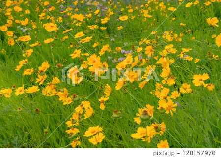 Flowers of Coreopsis grandiflora is growing in garden. Countryside. Yellow flowers in meadow. Blooming flowers. Cottage garden. 120157970