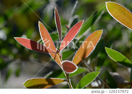 ブラシノキ の若葉　葉模様 120157972