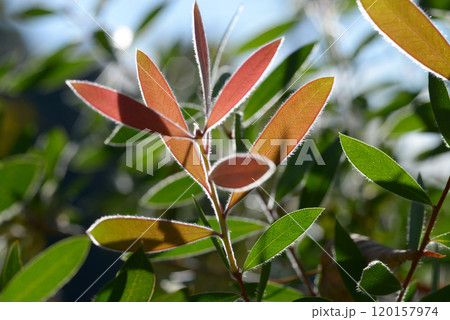 ブラシノキ の若葉 葉模様 ブラシノキ の若葉 葉模様 120157974