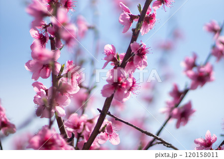 tree with pink peach flowers is in full bloom. The flowers are large and bright, and they are scattered throughout the tree. The tree is surrounded by a clear blue sky. 120158011