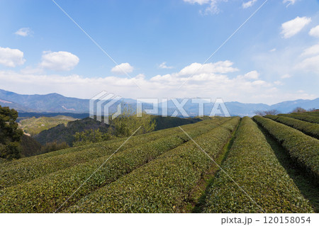 茶畑と青空（熊本県あさぎり町） 120158054