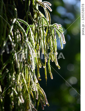 リプサリス 120158078