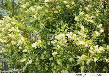 シロバナブラシノキの花 シロバナブラシノキの花 120158165